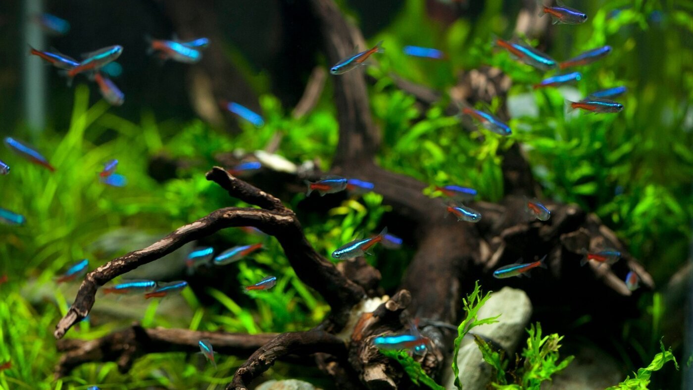 Aquário plantado com pequenos peixes e troncos naturais