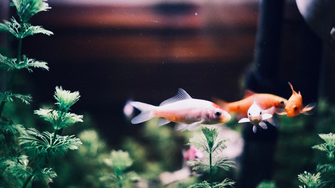 Peixes ornamentais nadando entre plantas de um aquário