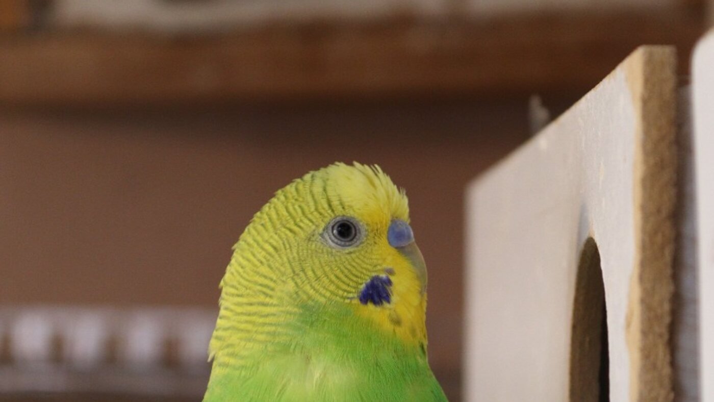 Periquito-australiano verde num poleiro junto ao abrigo